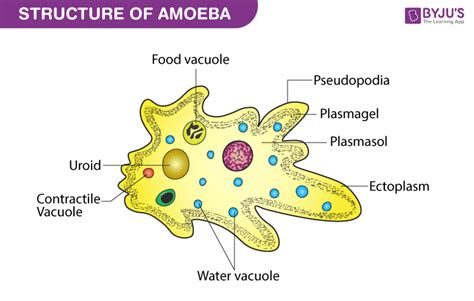  阿米巴原蟲：一隻以偽足移動並能以異營型生物方式攝取食物的微小生物！