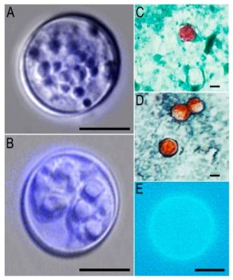  巨核 sporozoan！探索體內微觀世界中的「幽靈」