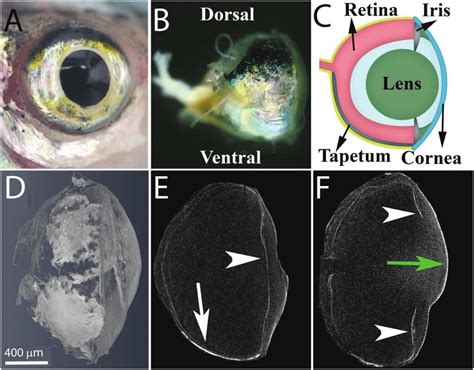  Zébrafish，閃耀著銀色光芒的奇妙魚類！