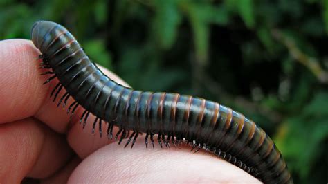  Zigomarsipus Zigomosipus: Can You Imagine A Millipede With More Legs Than Days In A Year?