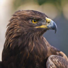   sorprenderà il tuo sguardo!  Un uccello dai colori brillanti e dalle abitudini insolite: l'Aquila reale