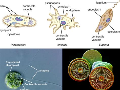  格里森氏盤狀阿米巴: 探索微觀世界中令人驚奇的單細胞生物，它以其獨特的運動方式和食性而聞名！