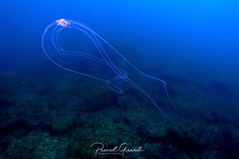   Quebec Worm: Dive into the Depths of This Unconventional Marine Marvel!