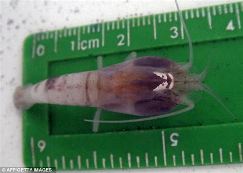  Rimicaris，The Deep-Sea Shrimp That Can Survive Boiling Hot Water!