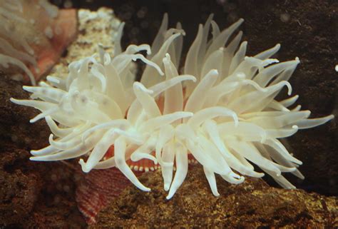  海葵 polyps: 漂浮著像鮮豔的風鈴！