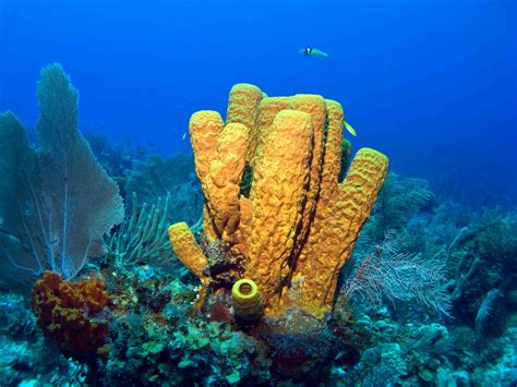  海綿動物的奇蹟：豪氏海綿，一種在海底靜謐漫游的生物！