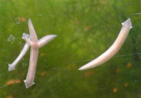  Udon Worm，This Tiny Freshwater Predator Can Swim Faster Than You Think!