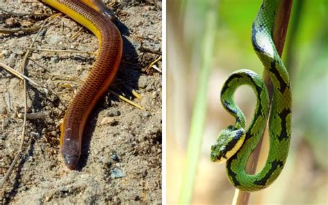  Uganda Blind Snake: Can This Legless Reptile Be Considered A True Snake With Its Unremarkable Appearance and Limited Sight?