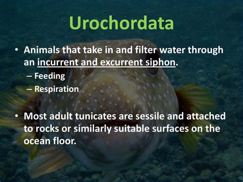  Urochordata 牠們擁有驚人的再生能力，並且能以濾食方式從水中獲得養分！